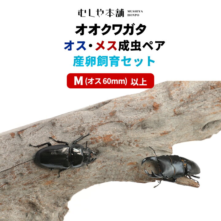 楽天市場】むしや本舗 ペアリング用! 国産 オオクワガタ 成熟成虫 