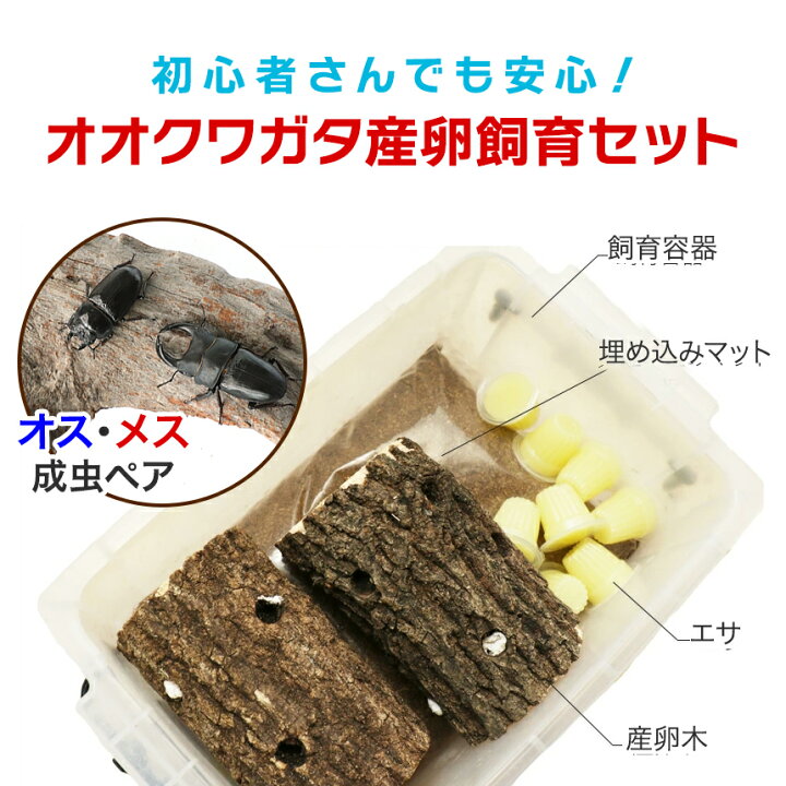 楽天市場】むしや本舗 ペアリング用! 国産 オオクワガタ 成熟成虫 