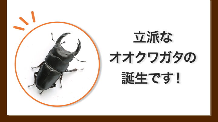 楽天市場】むしや本舗 ペアリング用! 国産 オオクワガタ 成熟成虫 