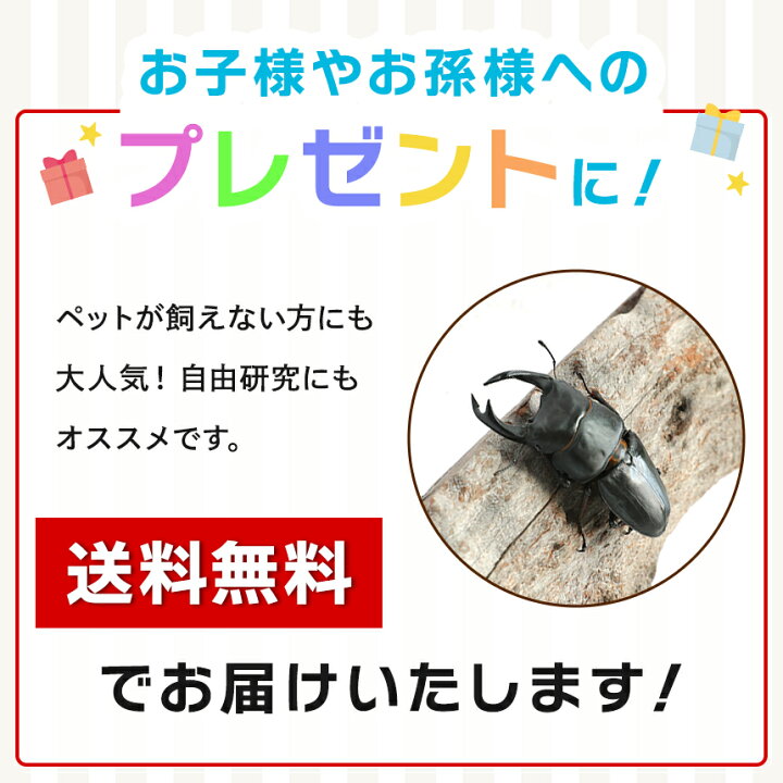 楽天市場】むしや本舗 ペアリング用! 国産 オオクワガタ 成熟成虫 