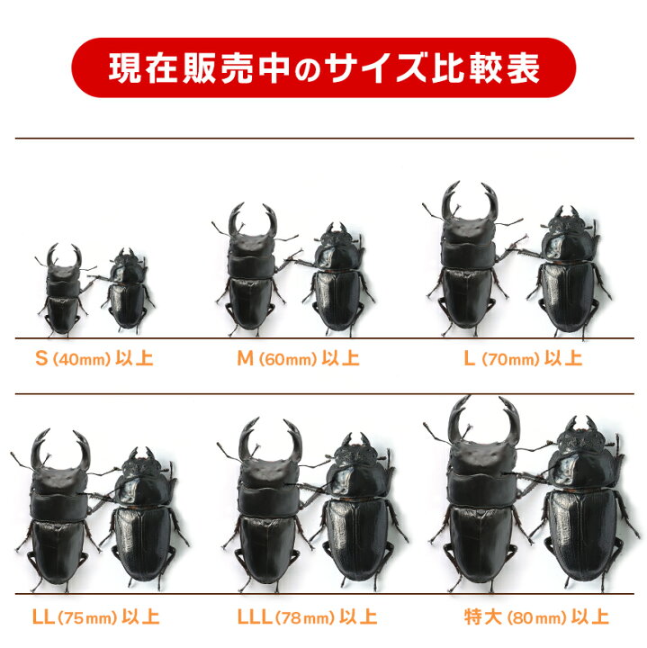 楽天市場 送料無料 国産オオクワガタ Lサイズ 成虫 大型ペア 産卵飼育セット オオクワ クワガタ 生体 プレゼントに オス70mm以上 むしや本舗