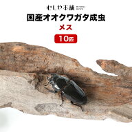 むしや本舗 産卵確認済み 国産オオクワガタ 成虫 メス単品 LLサイズ（45～47ミリ）10匹 クワガタ 昆虫 オ…