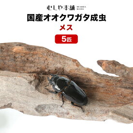 むしや本舗【「産卵確認済み」国産オオクワガタ 成虫 メス 単品（LLサイズ 45～47ミリ ）5匹 】クワガタ／昆虫／オオクワ ／生き物／ペット／繁殖／ブリード／プレゼントに