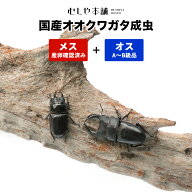 むしや本舗 産卵確認済み 国産オオクワガタ 成虫 メス1匹+オス (交尾なし・Aマイナス～B級品 各サイズ) 1…
