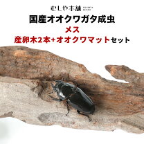 楽天市場】オオクワガタ メス ワイルドの通販