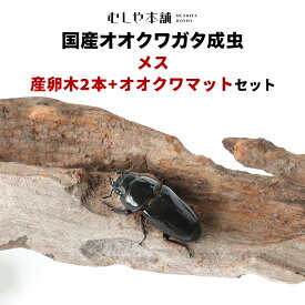 むしや本舗【「産卵確認済み」国産オオクワガタ 成虫 メス1匹+産卵木（M～L）2本+オオクワマット（2L）のセット 】クワガタ ／昆虫 ／オオクワ ／生き物 ／ ペット ／ 繁殖 ／ ブリード ／ プレゼントに