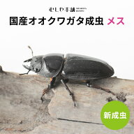 むしや本舗 新成虫！ 国産 オオクワガタ 成虫 メス 単品 各サイズ オオクワ 昆虫 新成虫 クワガタ 国産オ…