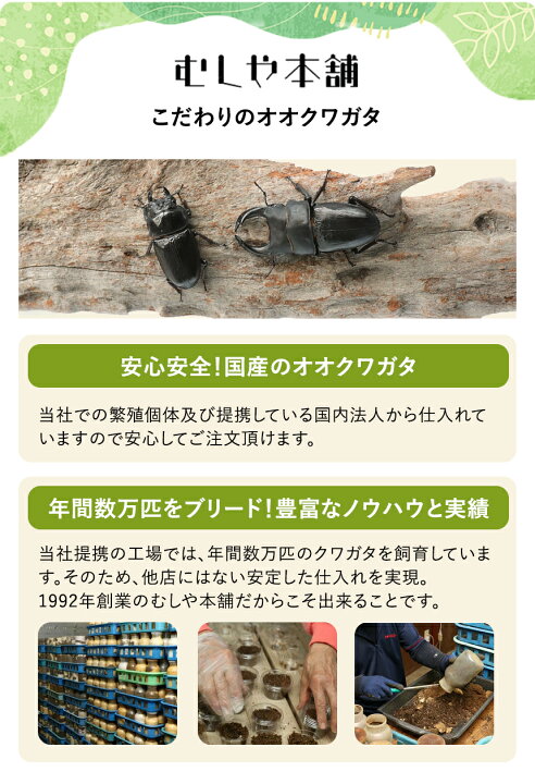 楽天市場】むしや本舗 新成虫！ 国産 オオクワガタ 成虫 オス単品 