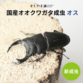 むしや本舗 新成虫！ 国産 オオクワガタ 成虫 オス単品 クワガタ 昆虫 新成虫 オオクワ 国産オオクワガタ オス 単品 ブリード 生体 生き物 長生き 飼育 観賞用 ペット 小型 大型 子供 大人 初心者 夏休み 自由研究 ギフト プレゼントに 送料無料