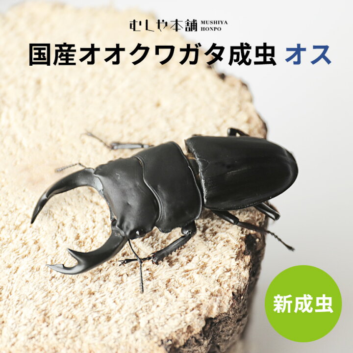 楽天市場】むしや本舗 新成虫！ 国産 オオクワガタ 成虫 オス単品 