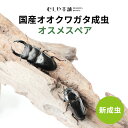 むしや本舗 新成虫！ 国産 オオクワガタ 成虫 オスメスペア 各サイズ クワガタ 昆虫 新成虫 オオクワ 国産オオクワガ…