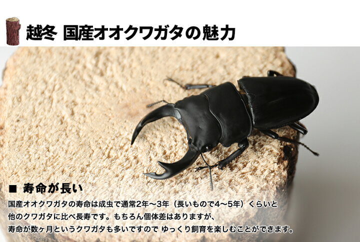 楽天市場】むしや本舗 越冬 能勢YG 国産 オオクワガタ 成虫 メス 単品 