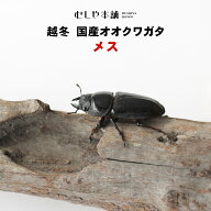 むしや本舗 越冬 国産オオクワガタ 成虫 メス単品 各サイズ クワガタ 昆虫 オオクワ メス 単品 ブリード …