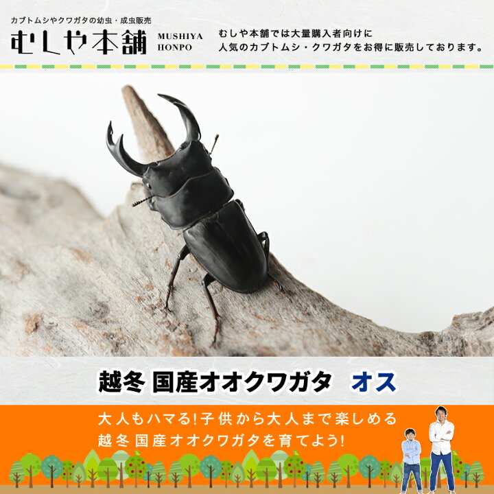 楽天市場】むしや本舗 越冬 能勢YG 国産 オオクワガタ 成虫 オス単品 