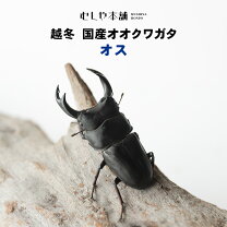 楽天市場】オオクワガタ能勢ygの通販