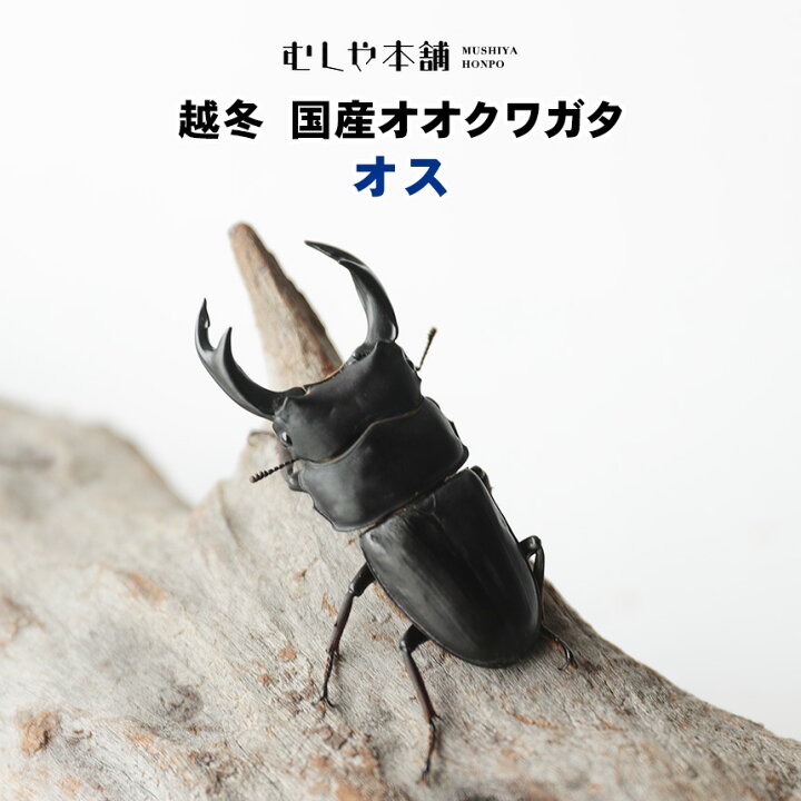 希少熊本産オオクワガタ生体☆天然WILD雌持腹出しWILD直仔 累代WF1個体 