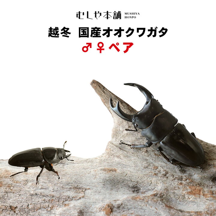 楽天市場】むしや本舗 越冬 国産オオクワガタ 成虫 オスメス ペア 各 