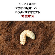 むしや本舗 デカ！100gオーバー ヘラクレスリッキー 幼虫 オス単品 ヘラクレスヘラクレス ヘラクレス カ…