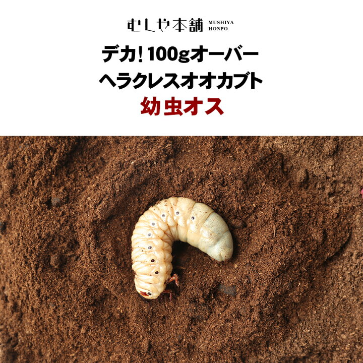 楽天市場】むしや本舗 デカ！100gオーバー ヘラクレスオオカブト幼虫 