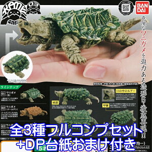かめ 03 「かめ」シリーズ 第3弾 KAME フィギュア 亀 カメ 動物 骨格構造 TURTLE 模型 ガシャポン ガチャ バンダイ(全3種フルコンプセット+DP台紙おまけ付き) 【即納】【数量限定】