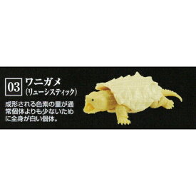 楽天市場 ガシャポン かめ 03の通販