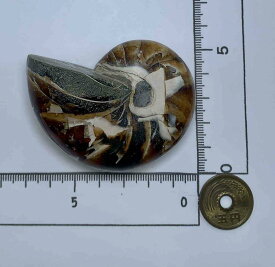 NO.00367 オーム貝化石 オーム貝 化石 化石標本 マダガスカル産 Nautiloid オウム貝 オウムガイ
