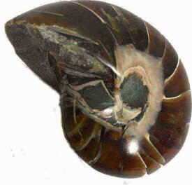 オーム貝化石 オーム貝 化石 化石標本 マダガスカル産 Nautiloid オウム貝 オウムガイ 現物販売 1431