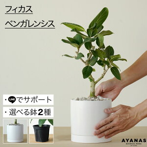 ϗtA   tBJX xKVX A S̖ SmL  픫 Aւ 5 v vX`bN Vv lC  ȒP CeA O[ rO Mtg