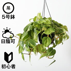 楽天市場 ダクトレール 観葉植物の通販