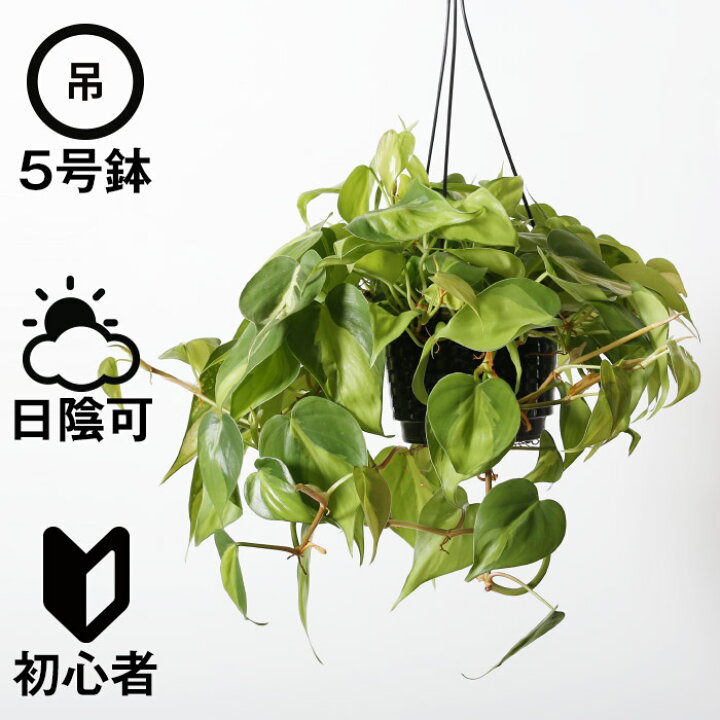 楽天市場 吊り下げ フィロデンドロン ブラジル M 観葉植物 おしゃれ 人気 日陰 プラ吊り鉢 Ayanas