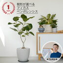 【ポイント5倍】【楽天ランキング1位】観葉植物 大型 おしゃれ 大きい 選べる フィカス ベンガレンシス ゴムの木　ゴムノキ 床置き リビング シンボルツリー 日陰 耐陰性 インテリア グリーン プレゼント ギフト シンプル 観葉 植物 可愛い かわいい セメント