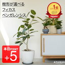 本日ポイント5倍【楽天1位】 観葉植物 大型 フィカス ベンガレンシス おしゃれ お祝い プレゼント ギフト マンション リビング 大きい ゴムの木 ゴムノキ 選べる 床置き フロアサイズ シンボルツリー 日陰 インテリア グリーン シンプル 観葉 植物 かわいい