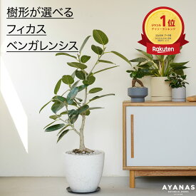 【楽天1位】 観葉植物 大型 フィカス ベンガレンシス おしゃれ お祝い プレゼント ギフト マンション リビング 大きい ゴムの木 ゴムノキ 選べる 床置き フロアサイズ シンボルツリー 日陰 インテリア グリーン シンプル 観葉 植物 かわいい