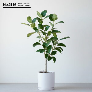 yyV1ʁztBJX xKVX ϗtA ^  j v[g Mtg }V rO 傫 S̖ SmL Iׂ u tATCY V{c[ A C