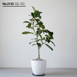 {|Cg5{yyV1ʁz ϗtA ^ tBJX xKVX  j v[g Mtg }V rO 傫 S̖ SmL Iׂ u tATCY V{