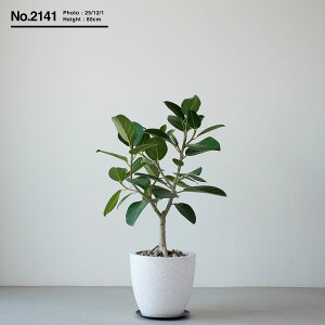 {|Cg3{yyV1ʁz ϗtA ^ tBJX xKVX  j v[g Mtg }V rO 傫 S̖ SmL Iׂ u tATCY V{