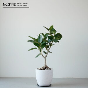 {|Cg3{yyV1ʁz ϗtA ^ tBJX xKVX  j v[g Mtg }V rO 傫 S̖ SmL Iׂ u tATCY V{