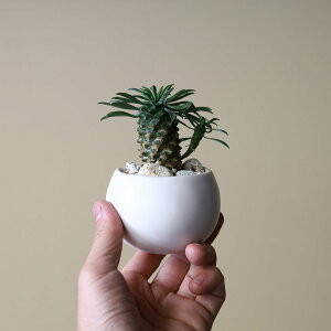 観葉植物 ソテツキリンの人気商品 通販 価格比較 価格 Com 観葉植物 ソテツキリンの人気商品 通販 価格比較 価格 Com