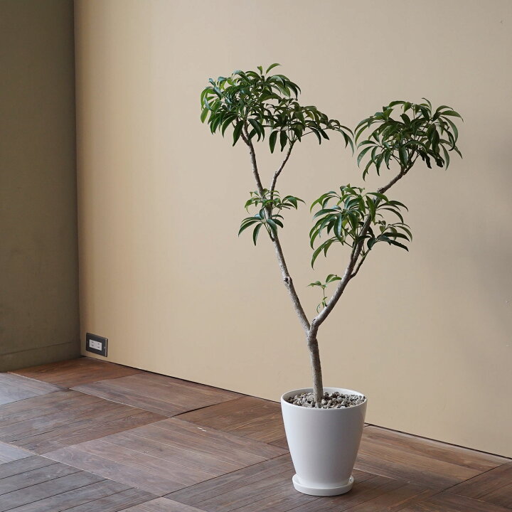 楽天市場 シェフレラ 観葉植物 おしゃれ 日陰 大型 リビング Ayanas