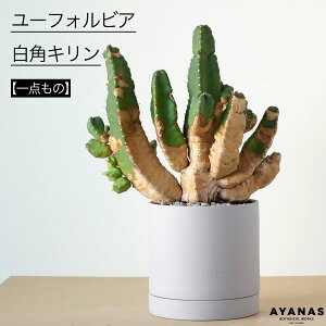 ϗtA  j [tHrA pL Avc  _ Vzj JXj JƏj 蕨  킢  lC ȒP CeA O[ 