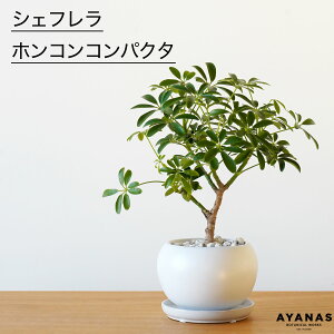 y|Cg5{zϗtA   VFt zRRpN^ J|bN  lC ȒP CeA O[ rO Mtg v[g A 픫 4 {