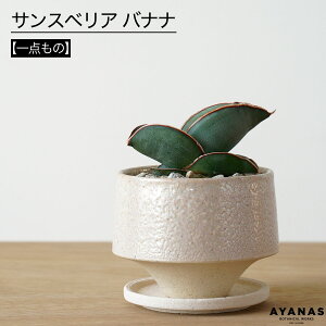 観葉植物 おしゃれ 小さい ミニサイズ サンスベリア バナナ お洒落 小型 小さめ 観葉 植物 可愛い かわいい おすすめ モノトーン 人気 簡単 インテリア グリーン 室内 リビング ベランダ ギフ