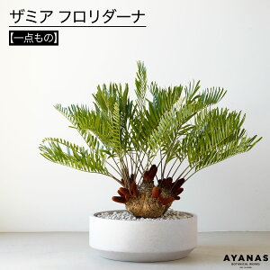 ϗtA  ^ 傫 U~A t_[i x_  ItBX X  A I Vzj JXj zj zj JƏj 蕨  lC ȒP C