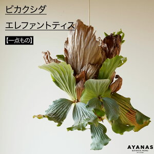 ϗtA  傫 ^ ݂艺 rJNV_ Gt@geBX ʃwS RE ݂邷 ݂蔫 nMO Vzj JXj zj zj JƏj 