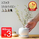 本日ポイント3倍【楽天1位】 ソフォラ リトルベイビー 観葉植物 おしゃれ 小さい お祝い ミニ ミニサイズ プレゼント ギフト 誕生日 白 小型 メッセージカード ラッピング 土 人気 簡単 可愛い かわいい 教科書 インテリア グリーン 室内 リビング ベランダ