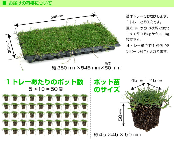 芝生 ティフトン４１９芝苗 150苗(セルトレー２５穴×6トレー) ティフトン419 芝生 50苗（5×5トレー）