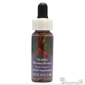 XJ[bgL[t[ FESt[GbZX NCgGbZX