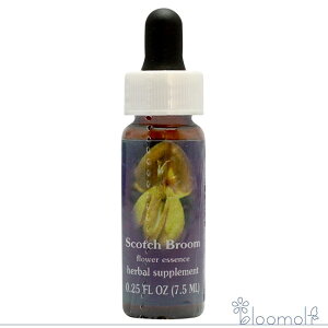 XRb`u[ FESt[GbZX NCgGbZX