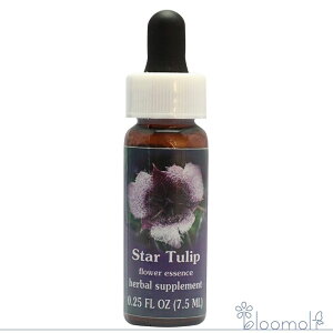 �X�^�[�`���[���b�v FES�t�����[�G�b�Z���X �N�C���g�G�b�Z���X