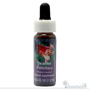 �X�J�[���b�g�t���e�B�����[ FES�t�����[�G�b�Z���X �����W�I�u���C�g